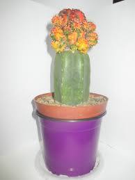 Rodea y protege la célula. Cactus Y Suculentas Injerto Cactus