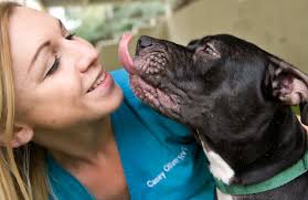 Pit bull sterilization laws revive O.C. debate