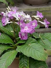 Image result for Streptocarpus myoporoides