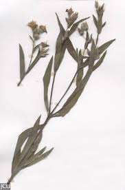 Image result for Trichodesma zeylanicum