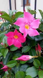 They survive outdoors only where temperatures stay above freezing year round, but are often grown in pots and brought indoors for the winter. Mandevilla Vine Plant How To Grow And Care For Beginners Florgeous