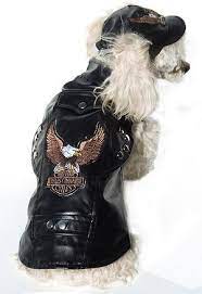 Lol Awesome Boy Dog Clothes Stylish Dogs Dog Clothes