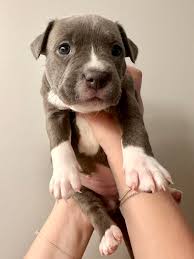 Adopting Eclair, a smart and loving puppy in Milton Delaware