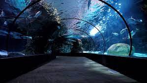 Maybe you would like to learn more about one of these? The Best Acrylic Fish Tanks For Sale In 2021