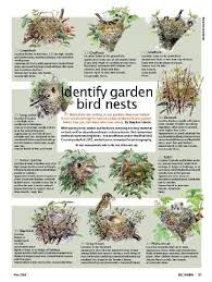 Maybe you would like to learn more about one of these? 370 Avian Ideas In 2021 Pet Birds Beautiful Birds Pretty Birds