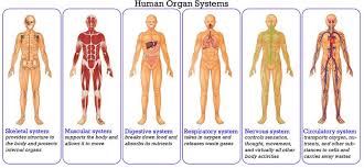 Ck 12 Foundation Body Systems Human Body Systems Human Body