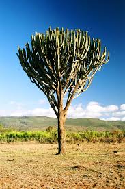 B Savanna Main Trees African Tree Garden Trees Bromeliads