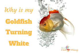 Why Is My Goldfish Turning White Should I Be Worried In 2020 With Images Freshwater Aquarium Aquarium Fish Fish