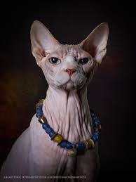 Pin On Animals And Pets