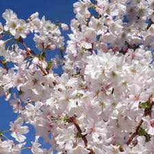 What do purple flowers mean? Small Trees For Pots Planters Patio Trees Ornamental Trees Ltd