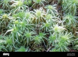 Image result for Eriosema flexuosum
