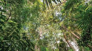 Protecting the forest is our mutual responsibility, no matter how far away we live from the nearest one. Forest Conservation Sc Johnson Continues Efforts To Stop Deforestation