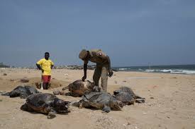 Chennai Turtle Beach