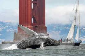 Check spelling or type a new query. Humpback Whales Are Back Under The Golden Gate Bridge
