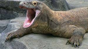 Maybe you would like to learn more about one of these? Komodo Dragon Facts Habitat Bite Venom Britannica