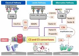 Image result for Complement Pathway
