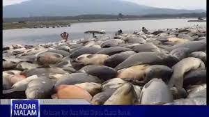 Ketapel mania nembak ikan mengunakan ketapel ketapel ikan slingshot fish. Wah Ratusan Ton Ikan Mati Petani Menderita Youtube