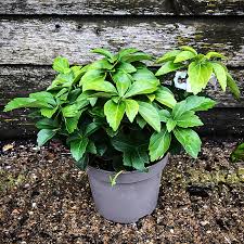 The pachysandra are but one example of a once connected distribution that has been fragmented by subsequent sea level rise. Green Pachysandra For Sale Online The Tree Center