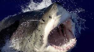 How do i fit it all in without running myself ragged? Shark Week Trivia How Much Do You Know About Sharks
