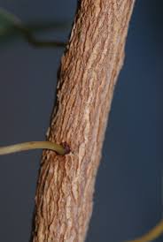 Image result for Maprounea