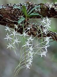 Image result for Angraecum chamaeanthus