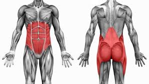 Common causes of lower back pain. The Core And Its Relation To Lower Back Pain Niche Crossfit