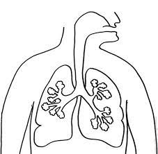 This is important in the digestion process. Human Anatomy Lungs Coloring Pages Bulk Color