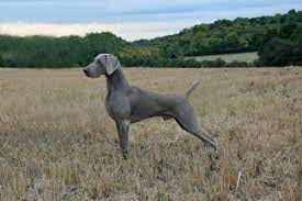 8 Fun Facts About Weimaraners American Kennel Club Weimaraner Puppies Weimaraner Dogs Weimaraner
