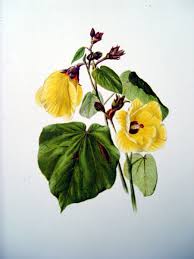 Image result for Hibiscus tiliaceus