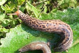 Nutzling Tigerschnegel Frag Mutti Tigerschnegel Schnecken Im Garten Nacktschnecken