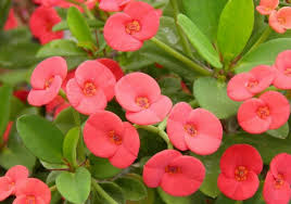 Image result for Euphorbia