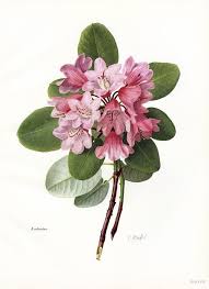Https S Media Cache Ak0 Pinimg Com 736x Fe 99 3b Fe993bce6c3440b7b03c7ae1d272a2e7 Jpg Watercolor Flowers Antique Botanical Print Botanical Painting