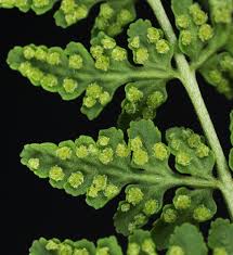 Image result for Woodsiaceae