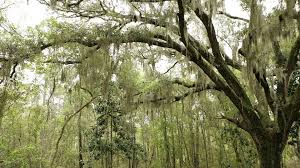 A weekly misting is sufficient to meet the nutritional needs with an occasional addition of. 10 Things You Should Know About Spanish Moss Mental Floss