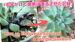 多肉植物 葉焼けエケベリアを1年半以上かけて復活させた記録 How An Echeveria Survived A Terrible Sunburn Taking Over An Year Youtube