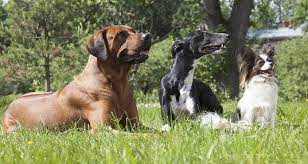 The owner must find a way to show love and affection to the first pet, but so that the newcomer doesn't feel jealousy. How To Help Dogs Get Along Cesar S Way