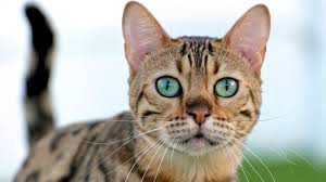 Many of the bengal cat names listed here were inspired by bengali names. Exotic Cat Names Over 300 Striking Ideas