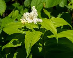 Image result for Triumfetta dekindtiana