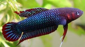 Betta Uberis Kubu Jpg 365 203 Pixels Betta Fish Pet Animals
