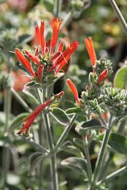 Image result for Dicliptera pumila