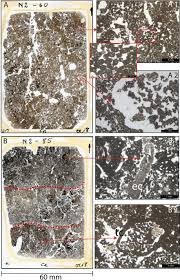 Image result for Phacelurus gabonensis