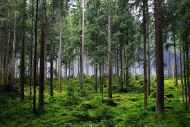 Apa Itu Hutan Musim? Pengertian, Ciri Khas, Manfaat, Jenis, dan Contohnya  di Indonesia - Yayasan IAR Indonesia