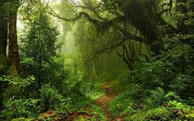 Path Ferns Trees Nature Plants Lianas Mist Forest Rainforest Moss Leaves Jungle Wallpaper Mystical Forest Nature Forest Wallpaper