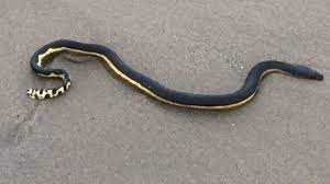 Venomous Yellow Bellied Sea Snakes Washing Up On Socal Shore R Nature Sea Snake Sea Serpent Snake
