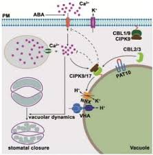 Check spelling or type a new query. Plantae Calcium Mediated Aba Signaling Negatively Regulated By Cbl Cipk System In Guard Cells Plant Physiol Plantae