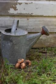 It will take 70 to 90 days from planting until flowering. Planting Gladiolus Corms Rocky Hedge Farm