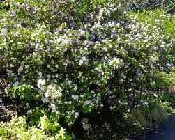 Image result for Brunfelsia australis