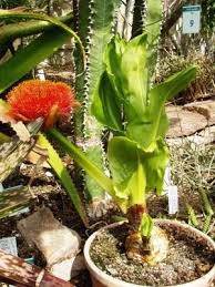 Image result for Scadoxus puniceus