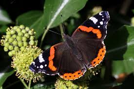 Find images of black orange butterfly. Butterfly Identification 101 Save Our Monarchs