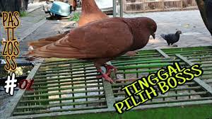 May 31, 2021 · delicious cornbread upside down casserole in 17 minutes. Main Ke Pasar Pasti Yogjakarta Borong Merpati Murah Youtube